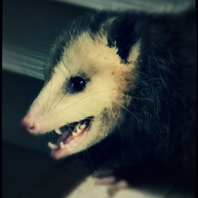 buzzkatt1's profile picture. card and comic collector...goofball... nice guy... artist and musician