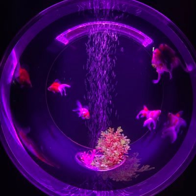 hurihurisan's profile picture. 