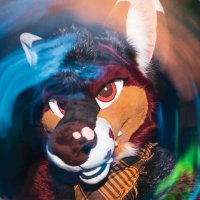 ~CoyotingAround~ (@ganzoyote) 's Twitter Profile