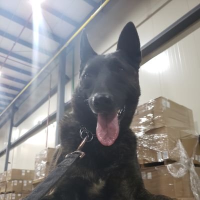 condoriuz's profile picture. 