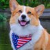 Corgi Lover People (@corgi_people) Twitter profile photo Corgi Lover People (@corgi_people) Twitter profile photo