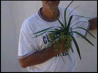 policosmo's profile picture. Viticoltore indipendente.  Indipendent wine producer.