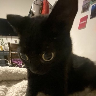 swaggyswan14's profile picture. 