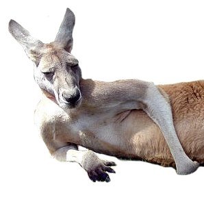 sheikeris's profile picture. 