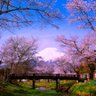ken_11041103's profile picture. 富士山と花の写真を投稿します。