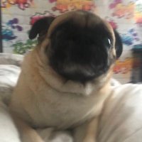 Akita (@akita_pugowner) Twitter profile photo