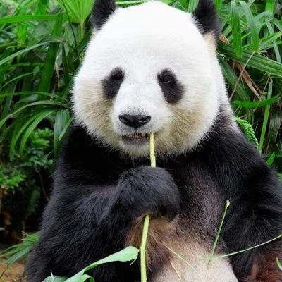 Datlu_Panda8's profile picture. 