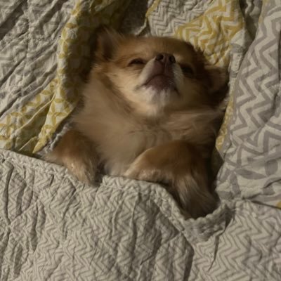 crowley177's profile picture. my opinions, views and beliefs are my own oh and look, I have a throne because why not https://t.co/f2cONpChlq