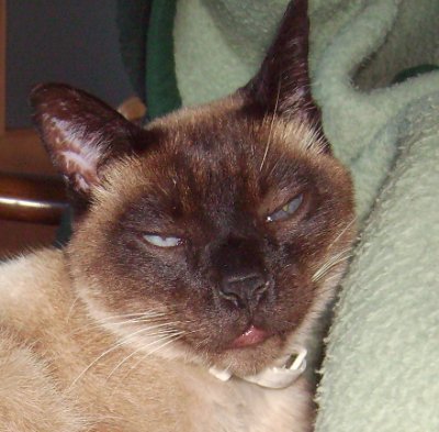 Chris_Lungau's profile picture. Ein Leben ohne Katzen ist möglich, aber sinnlos. (Loriot, etwas abgewandelt)