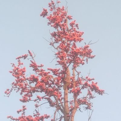 Group leader at Rajiv Gandhi Centre for Biotechnology, plant biologist working to improve climate resilience in plants through modifying PTM machinery