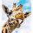 Test_amant's profile image