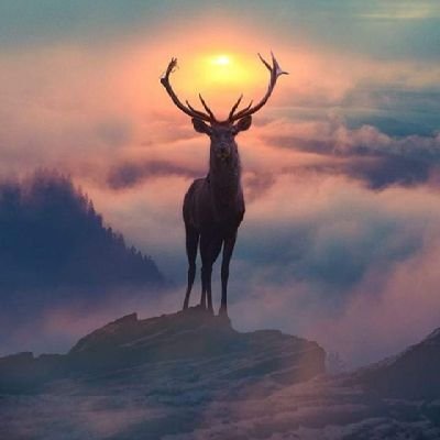 lionrabit1's profile picture. 