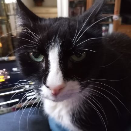 MoonGoddess99's profile picture. Silly. Emotional. Stubborn. Collector of lost souls. I love deeply. I think with my heart. Cancer survivor. And I'm a little lost. Mom to cat Max.