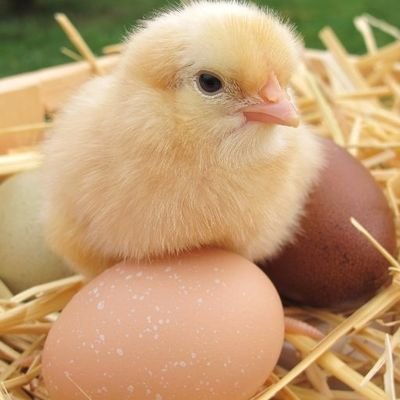 yupisabuu's profile picture. ボドゲ垢です。2022/8月ぐらいからボドゲやり始めました。今のところ100個ほど持ってます。→更に増えて棚圧迫(-_-;)