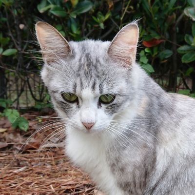猫おじさんさんのプロフィール画像