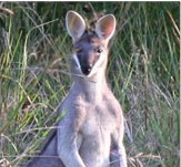 Australian self-drive tours featuring experiential tourism - ecotourism and geotourism https://t.co/yYxqGoTyHe