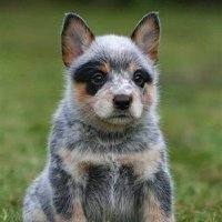 CattleDog(@CattleDog888) 's Twitter Profile Photo