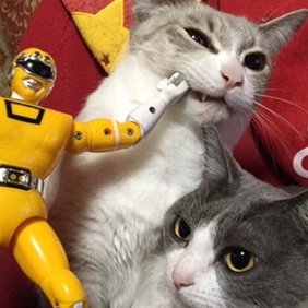 cocoaice1006's profile picture. 