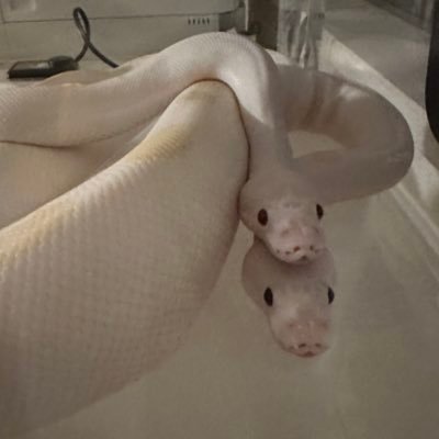 大阪第一種動物取扱業(販売)第23151号 ボールパイソン、レオパ、アルビノアカミミ、アカミミアルテ、ブラックパール、ニホンイシガメ、ニホンイシガメ(種子島)、フロリダレッドベリー、ミシシッピチズガメ、ヤエヤマイシガメ、メダカ、フロリダハコガメ、フレブル飼ってます。スニーカー好き