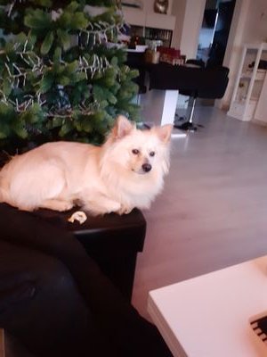 i love Animals. My Man and my Puppy are my life.
I got Family in your Country and I want them to be save.
I am a Demograt. And Woke. No Dm