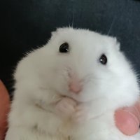 ʕ•̫͡•ʔ (@sy0me) 's Twitter Profile Photo ʕ•̫͡•ʔ (@sy0me) 's Twitter Profile Photo