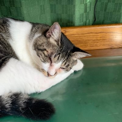 yaya_riin's profile picture. 趣味全般のアカウント