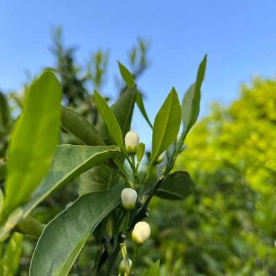 愛知県でサツマイモや豆を中心に栽培をしている農家です。私たちはおいしい・安心・安全な食材作りにこだわっています。地元の食材を提供することで、皆さんの笑顔と健康を応援したいと思っています。 ※事情により23年5月に廃業しました。引き続き栽培した農作物の事など発信していきたいと思います。よろしくお願いします。