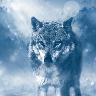 welcome to my new account 👉wolf lover community
follow us if you really like #wolf
we share daily wolf content