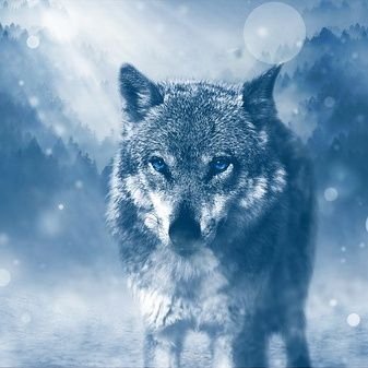 welcome to my new account 👉wolf lover community 
follow us if you really like #wolf
we share daily wolf content