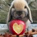 Rabbit Union (@rabbitunion) Twitter profile photo Rabbit Union (@rabbitunion) Twitter profile photo