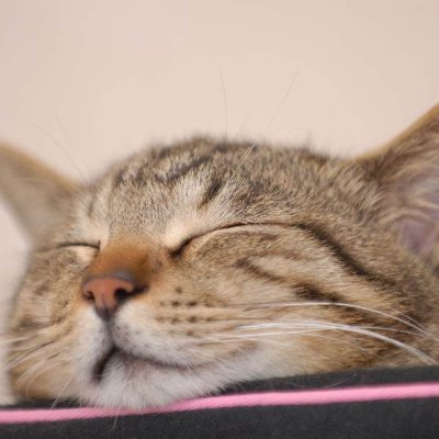 学習中の身です。
最近エンジニアはじめました。
独り言の垂れ流し。たまにかわいいbotになる。
CLIとtmuxと音楽がちょっとだけ好き。