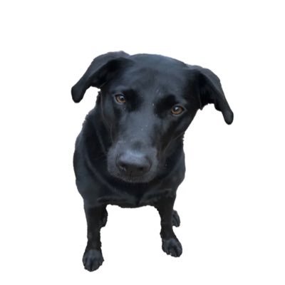 oxfordcitydog Profile Picture