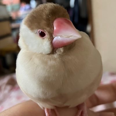 現在文鳥2羽とセキセイ1羽。シルバー:雄飛(ゆうひ)♂6歳、シナモン:陽飛(はるひ)♀2歳、ブルーオパーリン:蒼羽(そうは)です。先代に桜:♂5歳と白:♀1歳がいました。無言フォロー失礼します。