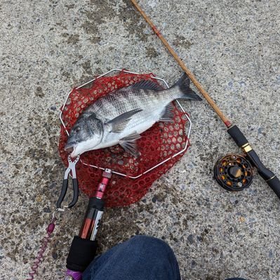 休日しか…釣り行けませんが、一釣行一枚目標ですw∠( ﾟдﾟ)／