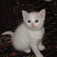 hii ai m hum zimblo me white kit ty i l oove my hum familky