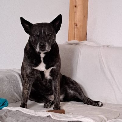 RogerNo_1's profile picture. MotoGP, WSBK, BSB, Isle of Man, Bianchi cycle, cats ‍⬛Nicky&Sya🐈 Insta, Insta Steffie 🐶 lovelivingwithrescues