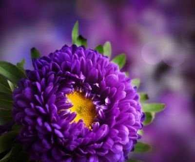 Arda29155923's profile picture. 