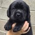 Magical Labrador (@Magicallabrador) Twitter profile photo