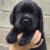 Magical Labrador (@magicallabrador) Twitter profile photo Magical Labrador (@magicallabrador) Twitter profile photo