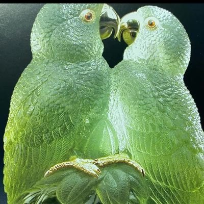 RedCat55848915's profile picture. 努力は報われるから頑張れ