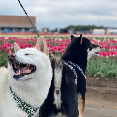 jetsrago's profile picture. 千葉ジェッツふなばし・chibajets・Bリーグ・柴犬