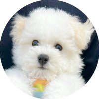 ビションフリーゼの金太郎🐾（0歳）(@bichon_kintaro) 's Twitter Profile Photo