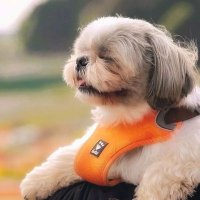 Shih tzu(@Shihtzu_0ig) 's Twitter Profile Photo