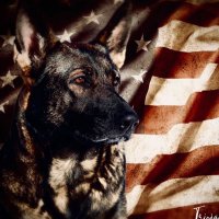 K9Davos (@k9davos) 's Twitter Profile