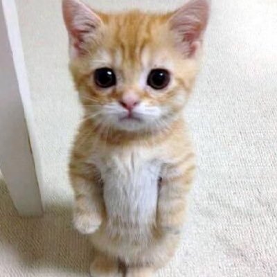 jaameescxvg's profile picture. 