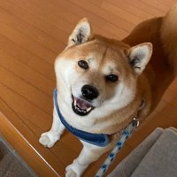 千葉犬 Amazon.co.jp: 千葉県 柴犬 ちば犬 千葉限定 : おもちゃ