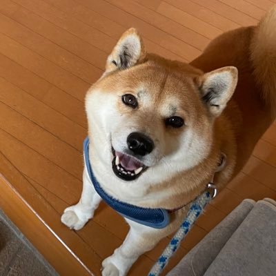 千葉犬様 リクエスト 2点 まとめ商品 🐶千葉のブリーダーFANCYFREEの子犬情報🐶 | ブログ | 千葉県山武郡の