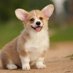 Corgi King (@corgi_king12) Twitter profile photo Corgi King (@corgi_king12) Twitter profile photo
