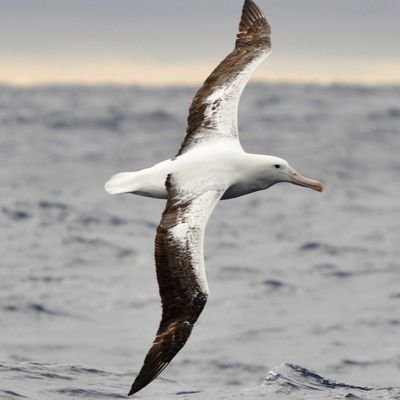 ALBTRSV's profile picture. Flying through life