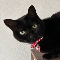しっぽ (@ippaiasoboune) 's Twitter Profile Photo